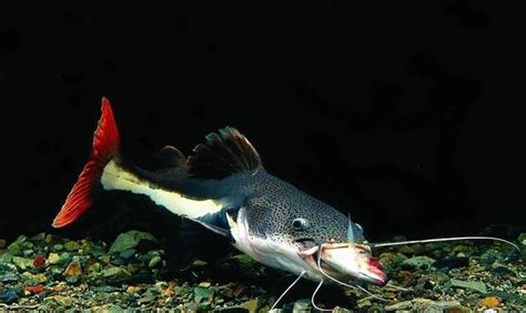 鴨嘴鯰魚|紅尾鯰:形態特徵,生活習性,形態與行為,形態,飼養,繁殖,產前培育,。